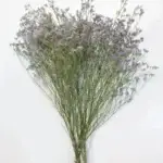 Gedroogd Limonium blauw bos 5st