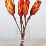 Gedroogd protea kort 40cm 5st