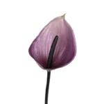 Tina Collection zijde Anthurium 60cm paars