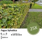 Fagus sylvatica - Blote wortel - 40/60 - 25x