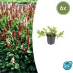 Persicaria aff. 'Darjeeling Red' - ↕10-25cm - Ø9cm - 6x