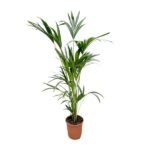 Kentia palm - 160cm - Ø24