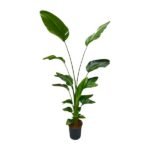 Strelitzia Nicolai - 180 cm - ⌀21