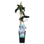 Clematis armandii - Groenblijvende Clematis Wit - Ø15cm - ↕65cm