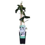 Clematis armandii - Groenblijvende Clematis Wit - Ø15cm - ↕65cm