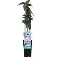 Clematis armandii - Groenblijvende Clematis Wit - Ø15cm - ↕65cm - Afbeelding 2