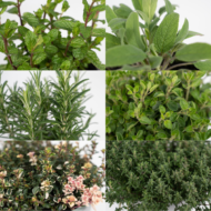 Tuinkruiden Mix - 4 stuks - Ø14cm - ↕18cm - Afbeelding 3