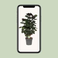 Polyscias Scutellaria Fabian - Ø19cm - ↕60cm - Afbeelding 4