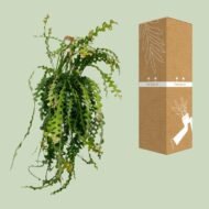 Ephiphyllum Anguliger - Ø21cm - ↕50cm - Afbeelding 3