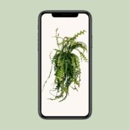 Ephiphyllum Anguliger - Ø21cm - ↕50cm - Afbeelding 4