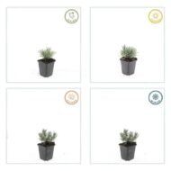 6x Lavandula int. 'Edelweiss' - ↕10-25cm - Ø9cm - Afbeelding 4