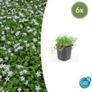 6x Isotoma fluviatilis 'Alba'- ↕10-25cm - Ø9cm