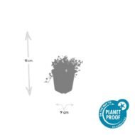 6x Isotoma fluviatilis 'Alba'- ↕10-25cm - Ø9cm - Afbeelding 3