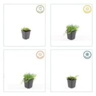 6x Isotoma fluviatilis 'Alba'- ↕10-25cm - Ø9cm - Afbeelding 4