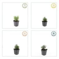 6x Lavandula ang. 'Dwarf Blue' - ↕10-25cm - Ø9cm - Afbeelding 3