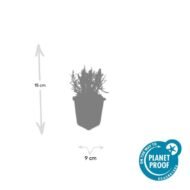 6x Lavandula ang. 'Munstead' - ↕10-25cm - Ø9cm - Afbeelding 6