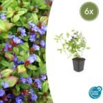 6x Ceratostigma plumbaginoides - ↕10-25cm - Ø9cm