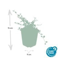 6x Cotoneaster pr. 'Queen of Carpets' - ↕10-25cm - Ø9cm - Afbeelding 3