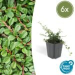 6x Cotoneaster pr. 'Streib's Findling' - ↕10-25cm - Ø9cm