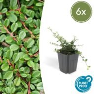 6x Cotoneaster pr. 'Streib's Findling' - ↕10-25cm - Ø9cm