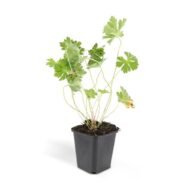 6x Geranium Rozanne - ↕10-25cm - Ø9cm - Afbeelding 3