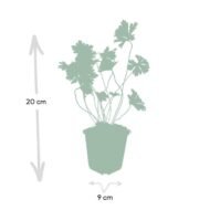 6x Geranium Rozanne - ↕10-25cm - Ø9cm - Afbeelding 4