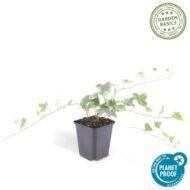 6x Hedera helix 'Glacier' - ↕10-25cm - Ø9cm - Afbeelding 2