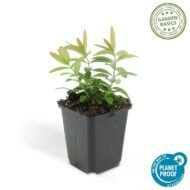 6x Hypericum calycinum - ↕10-25cm - Ø9cm - Afbeelding 2