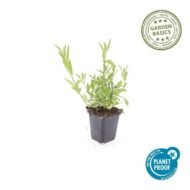 6x Verbena bonariensis - ↕10-25cm - Ø9cm - Afbeelding 2