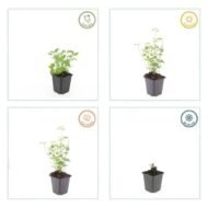 6x Agastache 'Black Adder' - ↕10-25cm - Ø9cm - Afbeelding 3