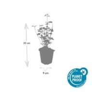 6x Agastache 'Black Adder' - ↕10-25cm - Ø9cm - Afbeelding 4