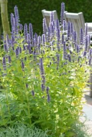 6x Agastache 'Black Adder' - ↕10-25cm - Ø9cm - Afbeelding 5