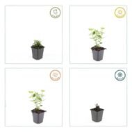 6x Agastache 'Blue Fortune' - ↕10-25cm - Ø9cm - Afbeelding 3