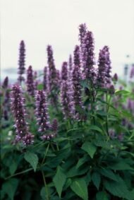 6x Agastache 'Blue Fortune' - ↕10-25cm - Ø9cm - Afbeelding 5