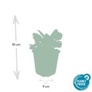 6x Ajuga reptans 'Burgundy Glow' - ↕10-25cm - Ø9cm - Afbeelding 2