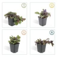 6x Ajuga reptans 'Burgundy Glow' - ↕10-25cm - Ø9cm - Afbeelding 4