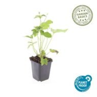 6x Anemone hyb. 'Honorine Jobert' - ↕10-25cm - Ø9cm - Afbeelding 2