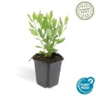 6x Aster ageratoides 'Ashvi' - ↕10-25cm - Ø9cm - Afbeelding 3