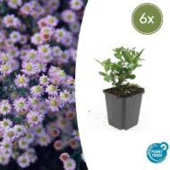 6x Aster ageratoides 'Stardust' - ↕10-25cm - Ø9cm
