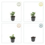 6x Aster ageratoides 'Stardust' - ↕10-25cm - Ø9cm - Afbeelding 4