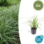 6x Carex morrowii 'Ice Dance' - ↕10-25cm - Ø9cm