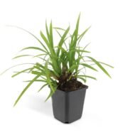 6x Carex morrowii 'Irish Green' - ↕10-25cm - Ø9cm - Afbeelding 2