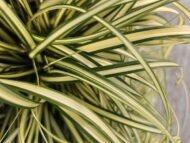 6x Carex oshim. 'Evergold' - ↕10-25cm - Ø9cm - Afbeelding 5