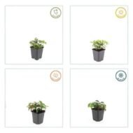 6x Cornus canadensis - ↕10-25cm - Ø9cm - Afbeelding 2