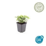 6x Cornus canadensis - ↕10-25cm - Ø9cm - Afbeelding 4