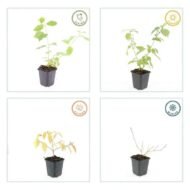 6x Cornus sang. 'Anny's Winter Orange' - ↕10-25cm - Ø9cm - Afbeelding 2