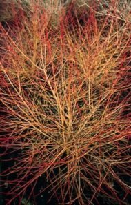 6x Cornus sang. 'Anny's Winter Orange' - ↕10-25cm - Ø9cm - Afbeelding 3