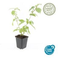 6x Cornus sang. 'Anny's Winter Orange' - ↕10-25cm - Ø9cm - Afbeelding 4