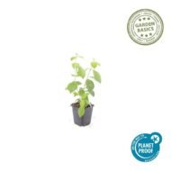 6x Cornus sang. 'Midwinter Fire' - ↕10-25cm - Ø9cm - Afbeelding 3