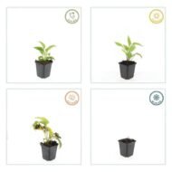 6x Echinacea p. 'White Swan' - ↕10-25cm - Ø9cm - Afbeelding 4